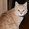 Biscuit_01